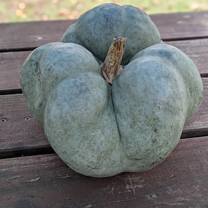 Shamrock Squash / Triamble Pumpafrön 10 frön