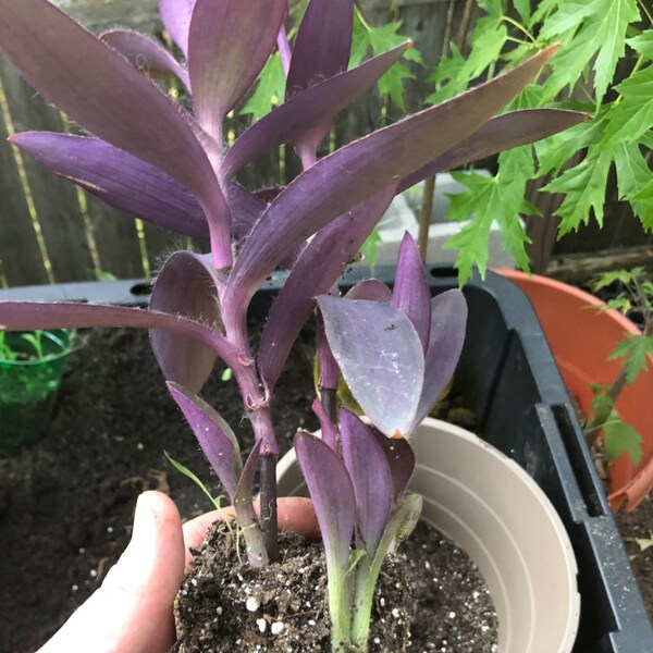 Purple heart wandering Jew plant cutting