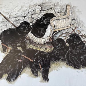 Puede incluir: Ilustración detallada de seis cachorros de Terranova negros. Uno está en un cochecito de mimbre, y los otros están en el suelo. Los cachorros están rodeados de hierba y un muro de piedra al fondo.