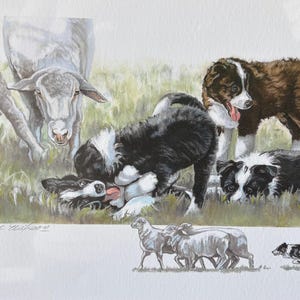 border collie- recess- matted note card