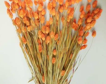 Phalaris getrocknet Orange - halbes Bund Gras Stiele/ Getrocknete Blumen Dekoration/ Trockenblumen Orange