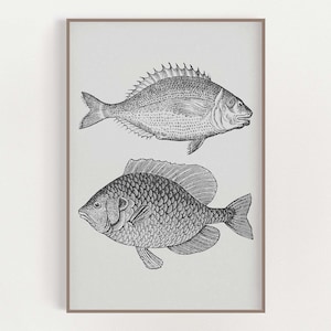 Vintage Fish Print - Coastal Gray - Fishing Wall Art - Coastal Wall Art - Beach House Decor - Wall Art Poster - Vintage Style