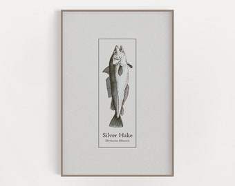 Silver Hake Fishing - Atlantic Hake - New England Hake - Fish Art Print Poster - Kitchen Poster - Coastal - Fish Art - Nautical Art Print