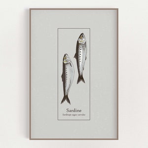 Sardine Fishing - Sardines - Sardine Print - Fish Art Print Poster - Sardines Poster - Kitchen Art - Fish Wall Art - Nautical Art Print