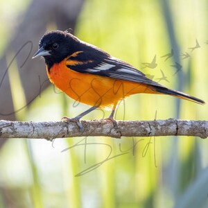 Fine Art | Metal or Photo Print | Wall Decor | Bird | Nature | Baltimore Oriole