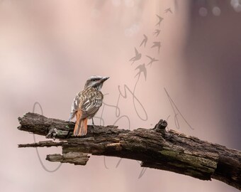 Fine Art | Metal or Photo Print | Wall Decor | Bird | Nature | Sulpher-bellied Flycatcher