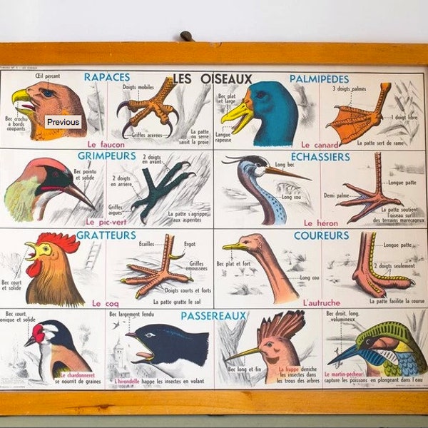 Affiche scolaire MDI, les oiseaux / les batraciens. édition Originale France / Poster Vintage - Clamhan Gallery