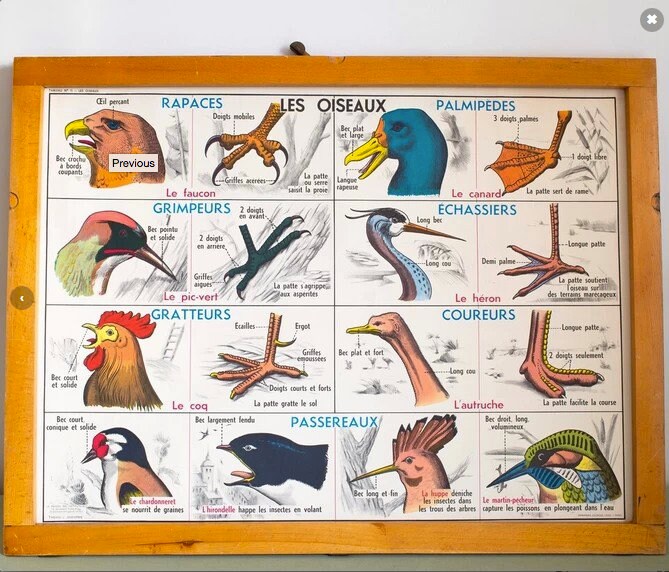 Affiche Scolaire Mdi, Les Oiseaux/Batraciens. Édition Originale France Poster Vintage - Clamhan Gall