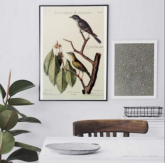 Catesby Bird Print Art, Gobe Mouche Gris, Catesby Natural History Picture, Bird Nursery Wall Decor G