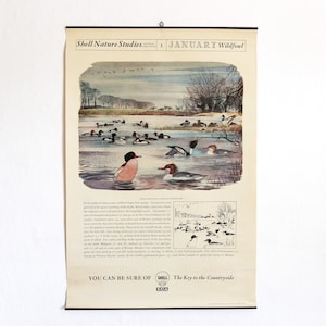 Sammlung von Vintage Shell Nature Studies Lernposter Mitte des Jahrhunderts Maurice Wilson Illustrationen Britische Wildtiere, Vögel
