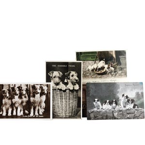 4 x cartes postales vintage sur le thème des chiens, chiens colley, chiots, noir et blanc et sépia, cartes du début du XXe siècle, épagneuls japonais, terriers