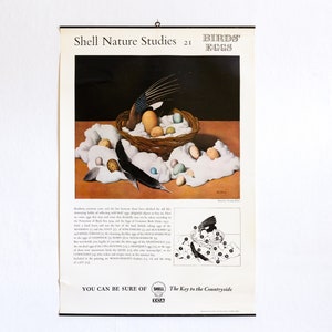 Sammlung von Vintage Shell Nature Studies Lernposter Mid Century Tristram Hillier Illustrationen Wildtiere, Insekten, Muscheln, Fossilien