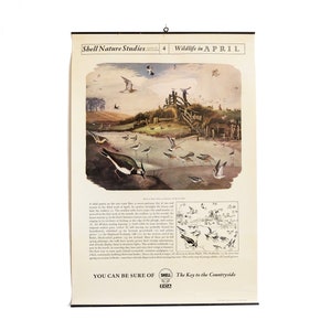 Collection of Vintage Shell Nature Studies Educational Posters Mid Century Maurice Wilson Illustrations British Wildlife, Birds