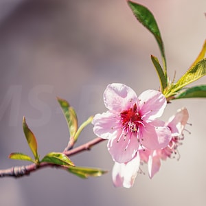 Puede incluir: Primer plano de una rama floreciente con delicadas flores rosas. Las flores tienen un centro rojo oscuro y están rodeadas de hojas verdes. La imagen tiene un fondo suave y borroso.