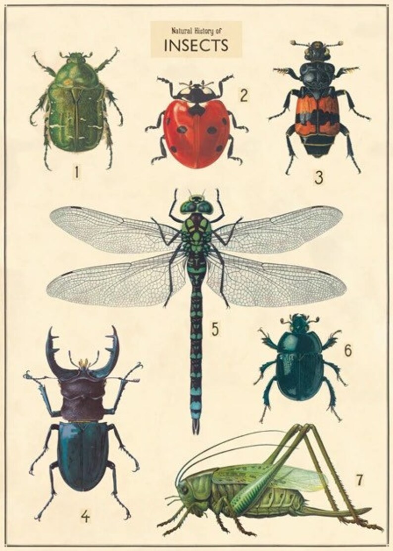 Insects 20 X 28 Poster Large Posterquality Postervintage Posterwall ...