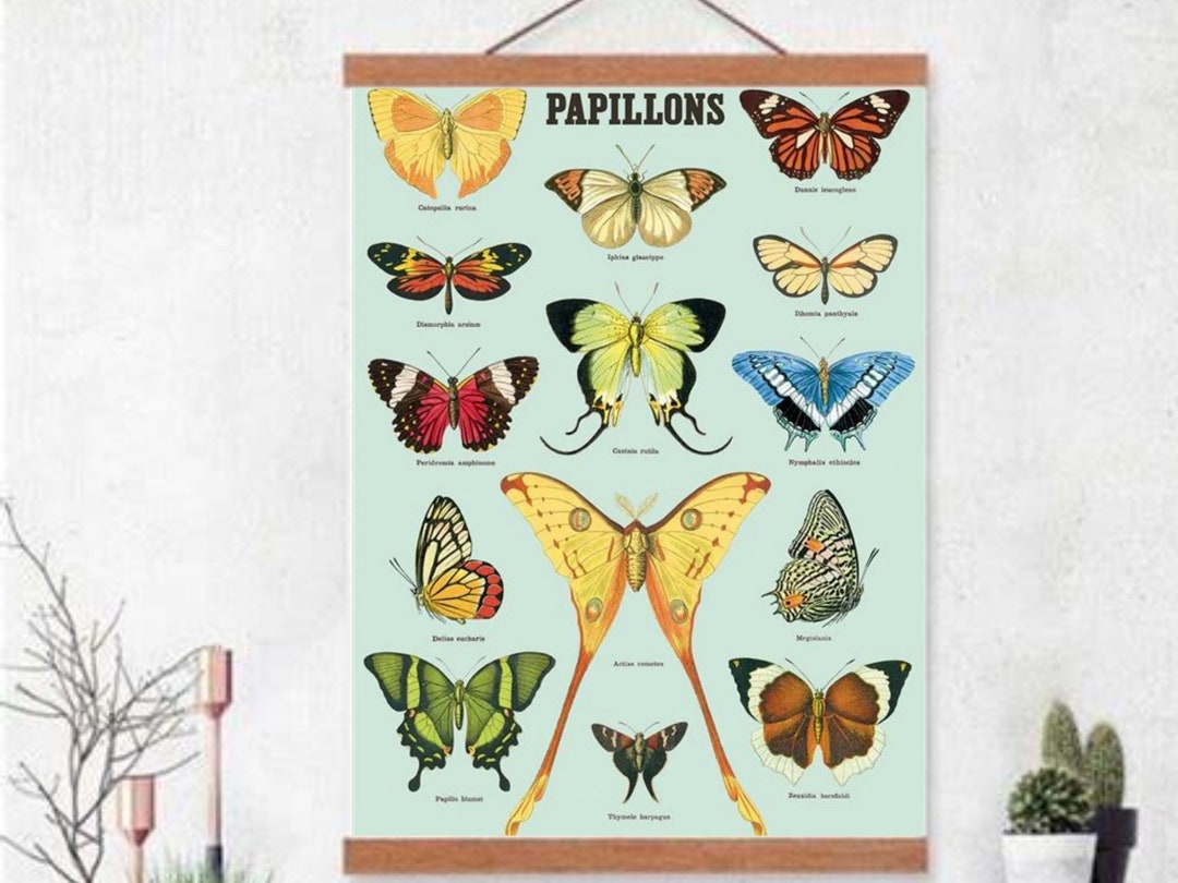 Papillons 20x28 Posterbutterfly Postervintage Posterquality Posterlarge ...