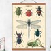 Insects 20 X 28 Poster Large Posterquality Postervintage Posterwall ...