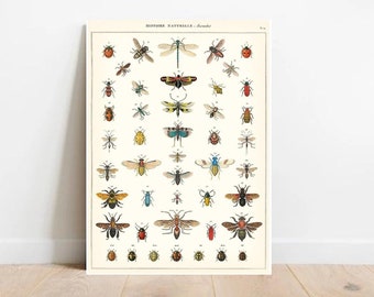 Vintage Insect Art Specimen Bathroom Wall Art Entomologist Gift Bug Print 1900 Antique Monarch Butterfly Print Bug Art Insect Print Vintage Insect Art Specimen Bathroom Wall Art Entomologist Gift Bug Print 1900 Antique Monarch Butterfly Print Bug Art Insect Print