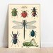 Insects “20 X 28” Poster| Large Poster|quality Poster|vintage Poster ...