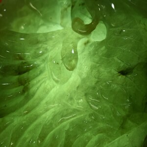 May include: Close-up of a green, translucent citrus fruit segment. The image highlights the texture and internal structure of the fruit, with visible droplets and a glowing effect. The overall theme is fresh and natural.