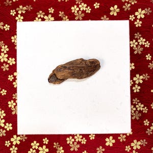 Wild Fusen Red Soil Agarwood Piece | SINKING GRADE | Vietnam Fusen | 14.7 Grams