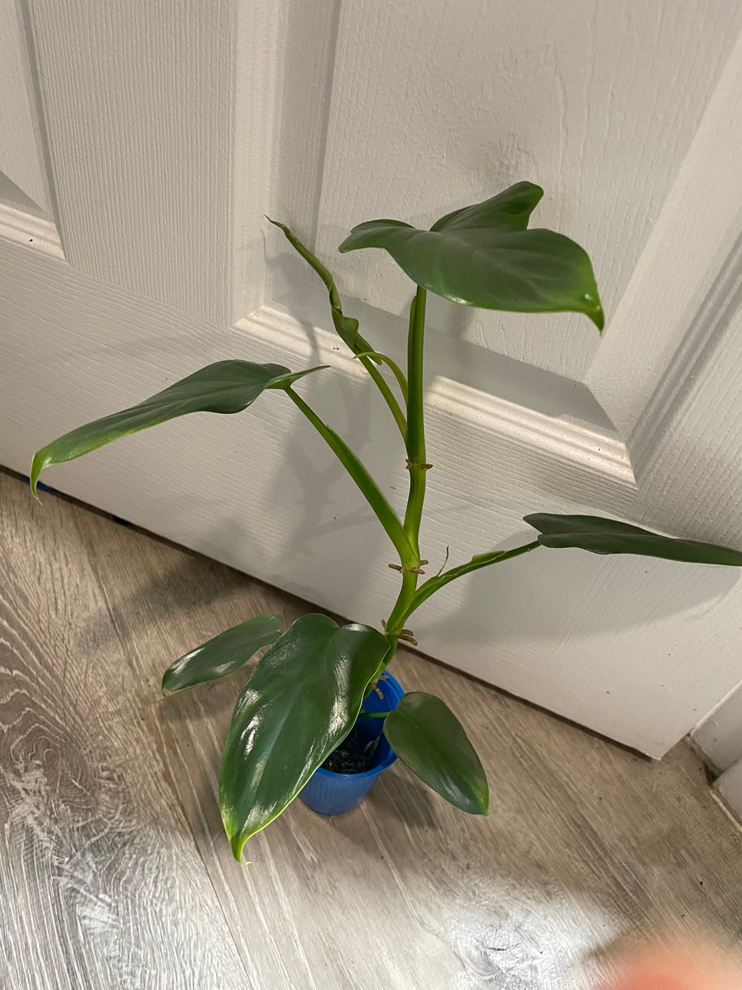 Philodendron Bipennifolium Horsehead 9leaf Established Etsy