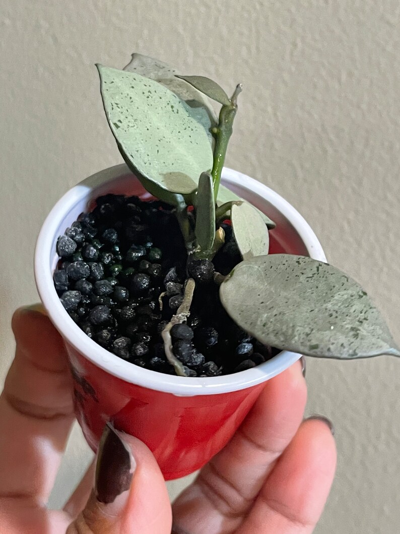 Hoya Silver Mint Coin 67 Leaf Rooted in Fluval Stratum FREE Etsy
