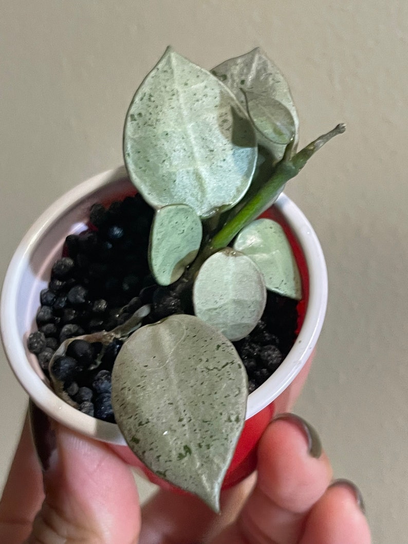 Hoya Silver Mint Coin 67 Leaf Rooted in Fluval Stratum FREE Etsy