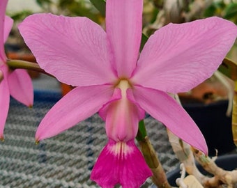 Cattleya Walkeriana Vinicolor Aurecy NT x  Vinicolor Elias Donato