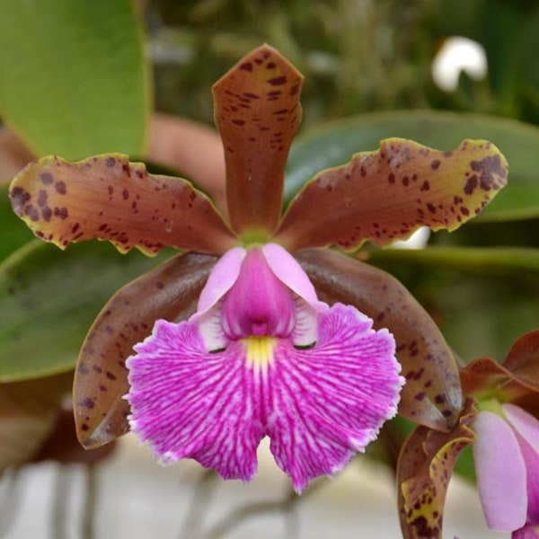 C. Peckaviensis 'Red Spade' HCC/AOS3924 x C. schilleriana 'Afri' SM/JOGA7402