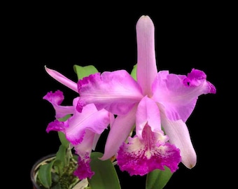 Cattleya claradiana