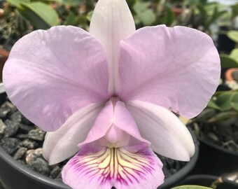 Nobilior Fatal Attraction x Cattleya Nobilior kryptonita