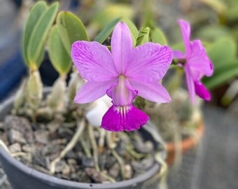 Cattleya Walkeriana Rubra Sabará x Cattleya Walkeriana Flamea Adriana