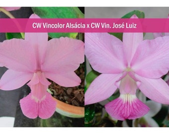 Walkeriana Vinicolor Alsácia x Walkeriana Vinicolor José Luiz