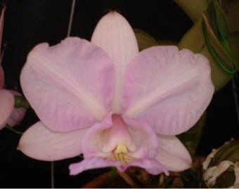 Cattleya Nobilior Amaliae Edilene x Cattleya Nobilior Amaliae Pink Brazil