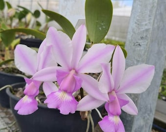 Cattleya Walkeriana Alba Everglades x Cattleya Walkeriana Striata Melisssa Rosa