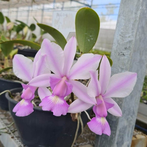 Cattleya Walkeriana Alba Everglades x Cattleya Walkeriana Striata Melisssa Rosa