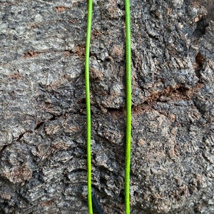 Puede incluir: Dos finas vides verdes creciendo en un tronco de &aacute;rbol gris rugoso y texturizado.