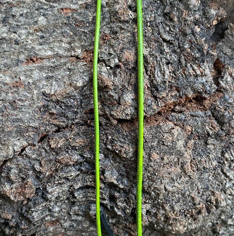 Puede incluir: Dos finas vides verdes creciendo en un tronco de &aacute;rbol gris rugoso y texturizado.