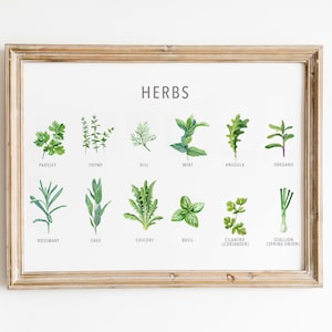 Types of herb print, Herb guide kitchen poster, Herb poster, Kitchen prints download, Kitchen printable wall art, Kitchen prints wall art