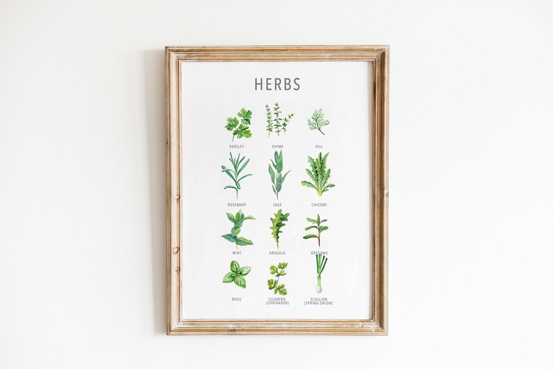 May include: A framed print with the word "HERBS" at the top and illustrations of 12 different herbs with their names underneath each image. The herbs include parsley, thyme, dill, rosemary, sage, chives, mint, arugula, oregano, basil, coriander, and spring onion.