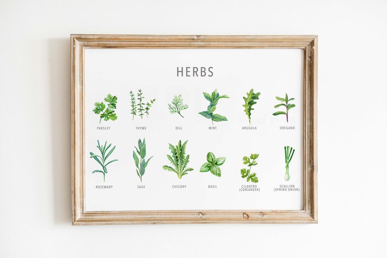 Types of herb print, Herb guide kitchen poster, Herb poster, Kitchen prints download, Kitchen printable wall art, Kitchen prints wall art image 1