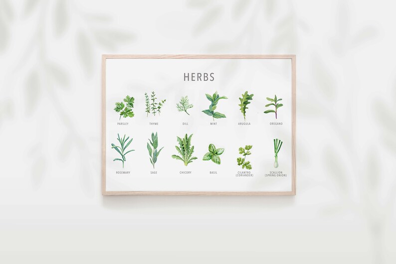 Types of herb print, Herb guide kitchen poster, Herb poster, Kitchen prints download, Kitchen printable wall art, Kitchen prints wall art image 2