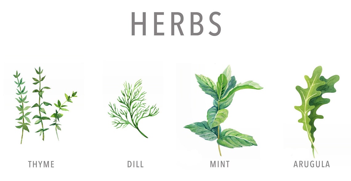 Types of Herb Print Herb Guide Kitchen Poster Herb Poster Etsy