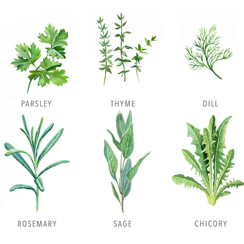 May include: Watercolour illustration of six different herbs: parsley, thyme, dill, rosemary, sage, and chicory. Each herb is depicted with its name written below it.