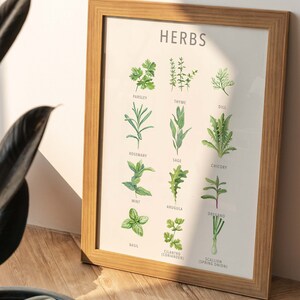 May include: A framed print with the word "HERBS" at the top and illustrations of different herbs with their names below each image. The herbs include parsley, thyme, dill, rosemary, sage, chicory, mint, arugula, oregano, basil, cilantro (coriander), and scallion (spring onion).