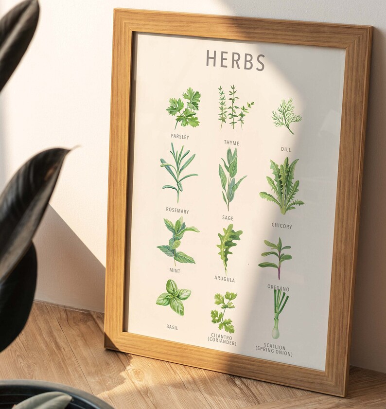 May include: A framed print with the word "HERBS" at the top and illustrations of different herbs with their names below each image. The herbs include parsley, thyme, dill, rosemary, sage, chicory, mint, arugula, oregano, basil, cilantro (coriander), and scallion (spring onion).