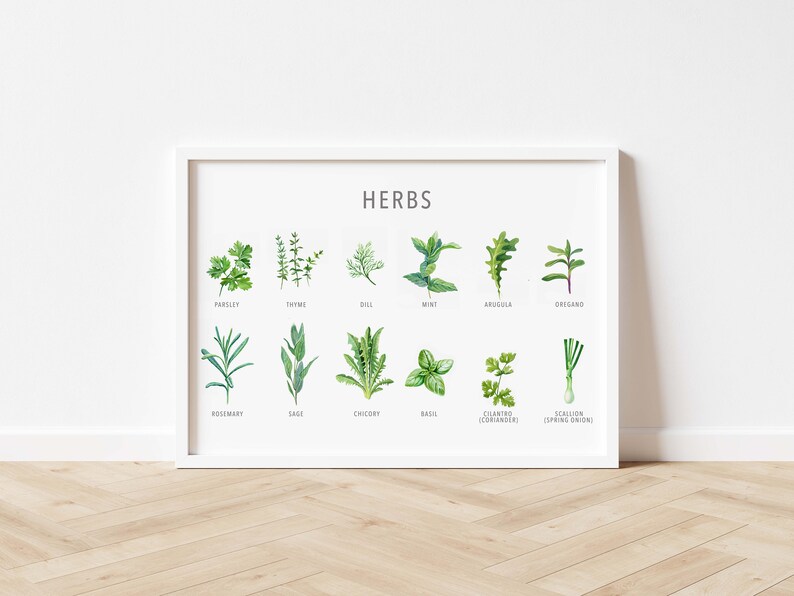 Types of herb print, Herb guide kitchen poster, Herb poster, Kitchen prints download, Kitchen printable wall art, Kitchen prints wall art image 3