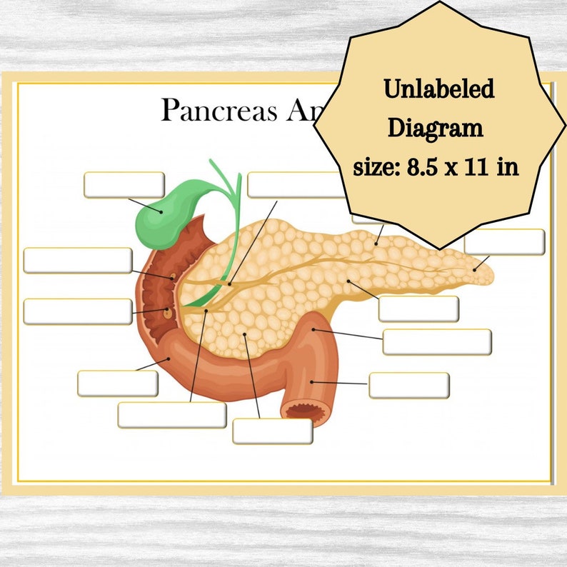 Pancreas Anatomy Diagram, Classroom Poster, Study Aid - Etsy