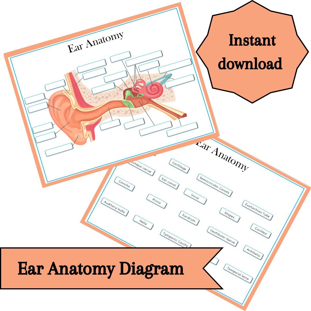 Ear Anatomy Labeling Diagram Parts of the Ear Classroom Etsy Canada